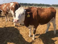 Vaca, Raza Holstein — foto 2