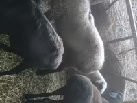 公羊, Rhon sheep — 照片 2