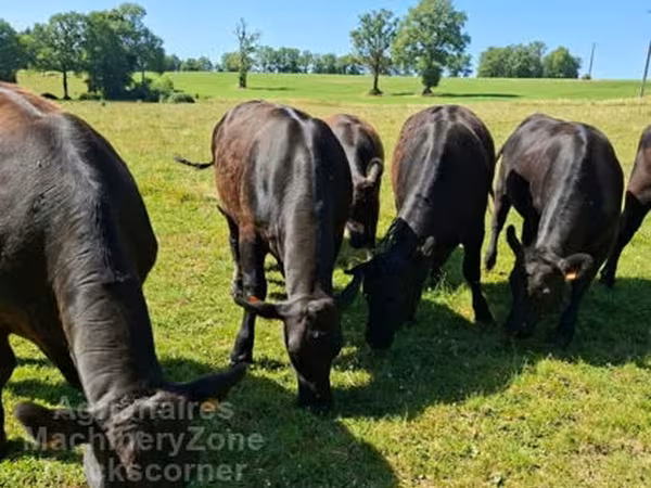 Aberdeen-Angus