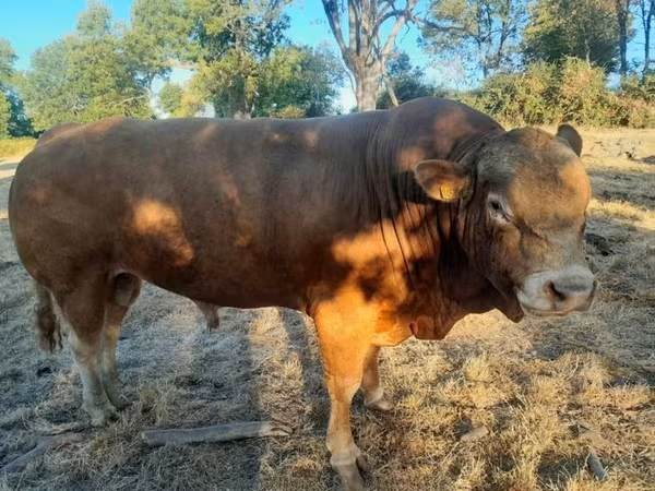 Bull, Limousin cow — United Kingdom