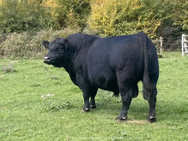 Aberdeen-Angus