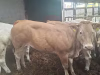 Krowa, Blonde d’Aquitane cattle — zdjęcie 5