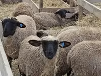 母羊, Blackheaded Persian sheep — 照片 3