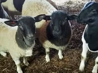 公羊, Dorper sheep — 照片 2