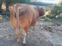 Bull, Limousin cow — photo 3