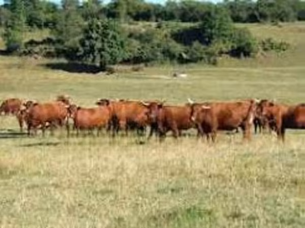Salers cattle
