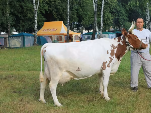 Cow, Ayrshire