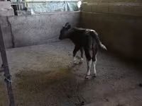 Byk, Bydło — zdjęcie 1