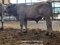 Bull, Charolais cattle — photo 7