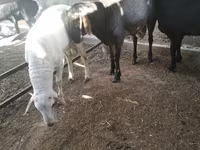 Baran, Owce — zdjęcie 7