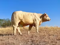 Bull, Charolais cattle — photo 2