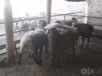 Baran, Arabi sheep — zdjęcie 6
