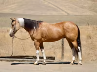 Kobyła, Quarter Horse — zdjęcie 1