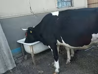 Vaca, Raza Holstein — foto 3