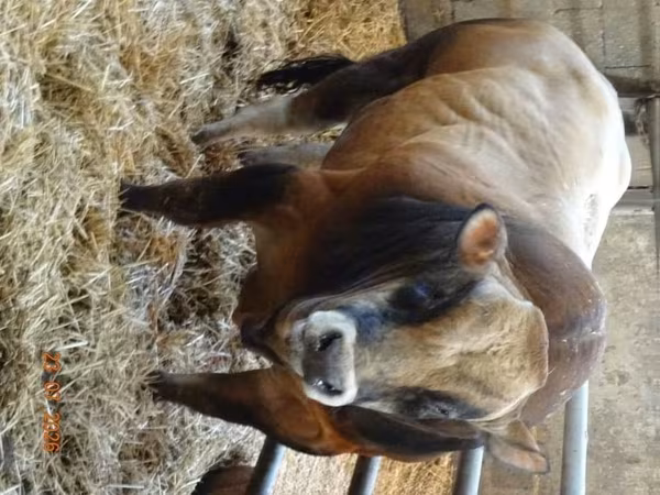 Bull, Partenaise cattle — United Kingdom