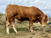 Bulle, Limousin-Kuh — Foto 3