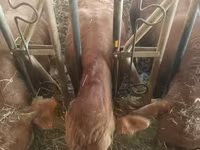 Bull, Limousin cow — photo 4