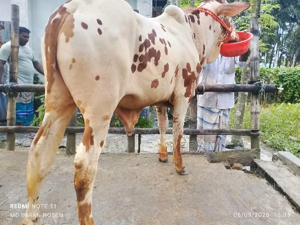 Toro, Ganado vacuno