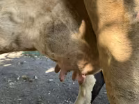 Kuh, Holstein-Rasse — Foto 8