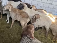 母羊, Tian-Shan semifinewool sheep — 照片 6