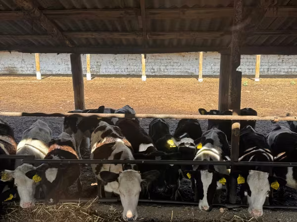 Cow, Cattle