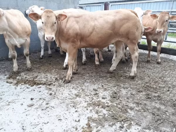 Cow, Cast cow — United Kingdom