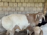 公羊, Rhon sheep — 照片 1