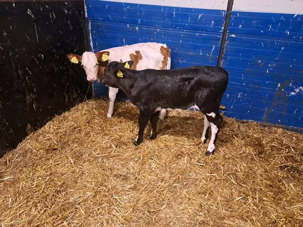 Cow, Cattle