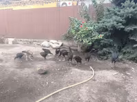 Chickens — zdjęcie 8