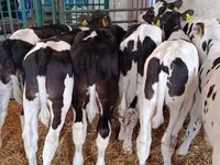 Bull, Holstein breed — photo 8