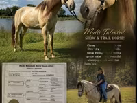 Horse (M), Rocky Mountain Horse — photo 1