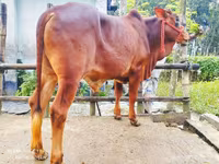 公牛, Cattle — 照片 5
