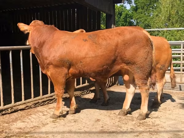 Bull, Limousin cow