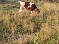 Krowa, Bydło — zdjęcie 4