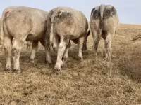 Bull, Charolais cattle — photo 6
