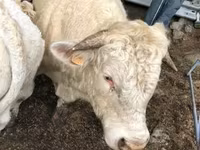 Cow, Aubrac cattle — photo 3