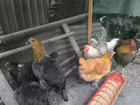Chickens — zdjęcie 5
