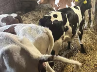 ثور, Simmental cattle — الصورة 6