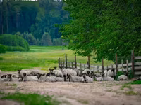 公羊, Romanov sheep — 照片 4