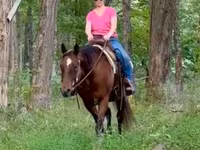 Yegua, Quarter Horse — foto 5