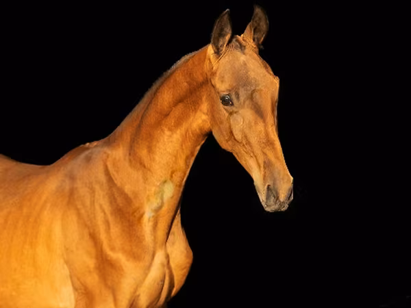 घोड़ा, Akhal-Teke