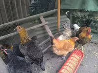 Chickens — zdjęcie 3
