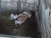 Knur, Świnie — zdjęcie 2