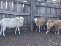 Baran, Katum sheep — zdjęcie 1