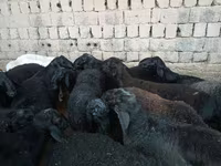 公羊, Rhon sheep — 照片 3