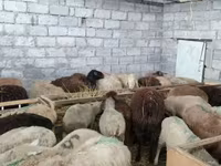 母羊, Sheep — 照片 8