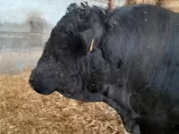 Bull, Cast cow — photo 2
