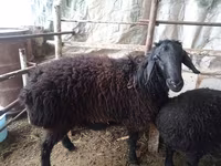 公羊, Sheep — 照片 2