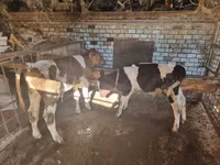 公牛, Cattle — 照片 2