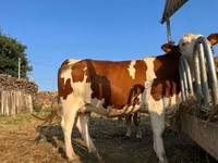 Cow, Montbéliarde — photo 3